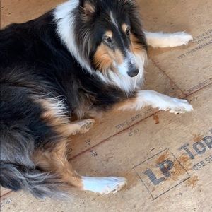 Meet your Posher, Dianne